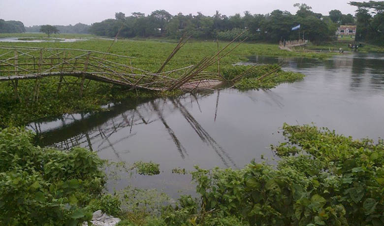 কচুরী পানার চাপে সেতু ভেঙ্গে পড়ছে।