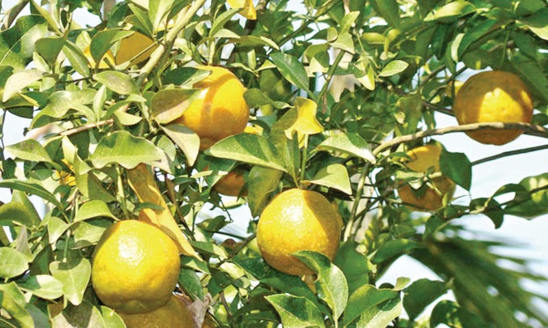 PANCHAGARH-ORANGE-PIC_04-800x480