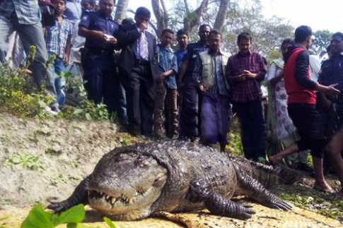crocodile__2_60992
