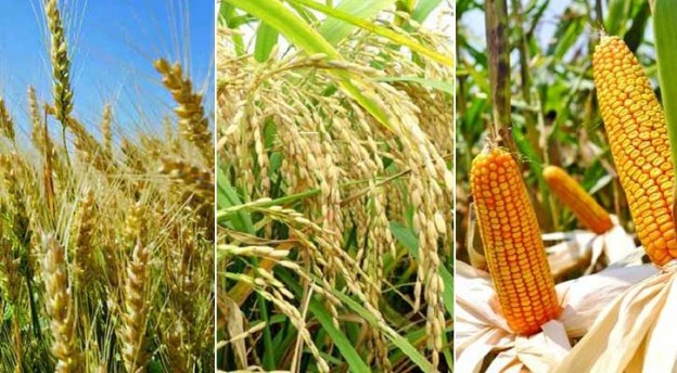 Rice_bg_874976850-624x344
