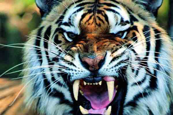 tiger.samakal_131174