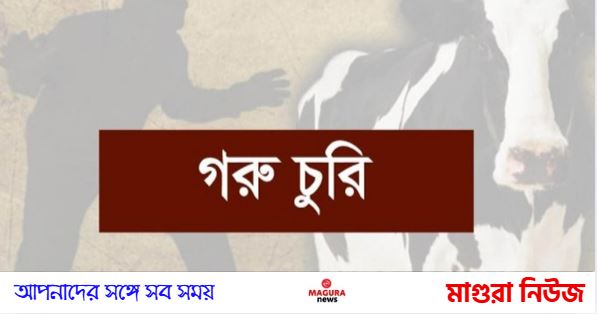 শ্রীপুরে কোরবানির জন্য কেনা গরু চুরি শ্রীপুরে কোরবানির জন্য কেনা গরু চুরি